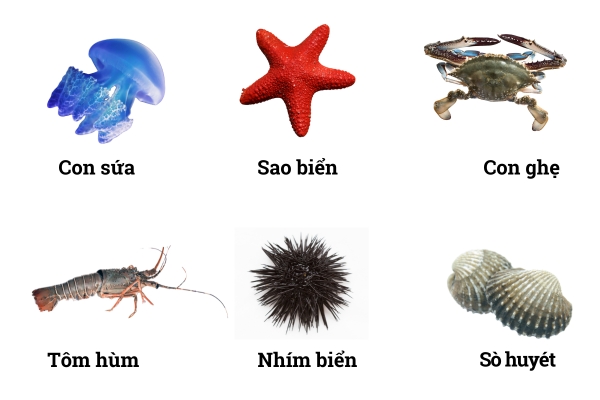 ສັດທີ່ບໍ່ມີກະດູກສັນຫູັງ