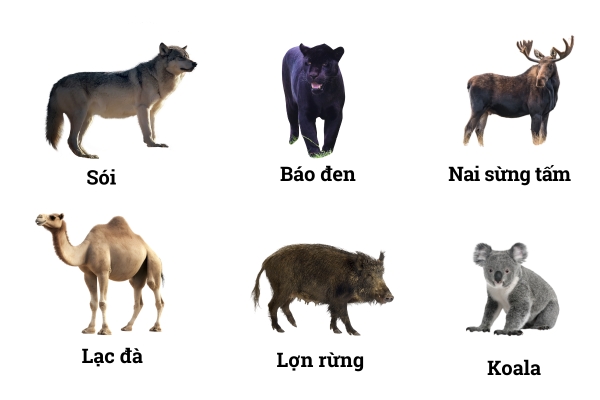 ສັດປ່າປະເພດໃຫຍ່ 4 ຂາ