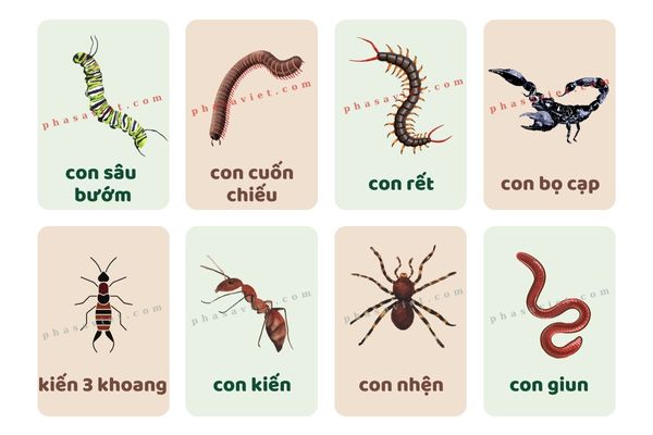 ແມງໄມ້