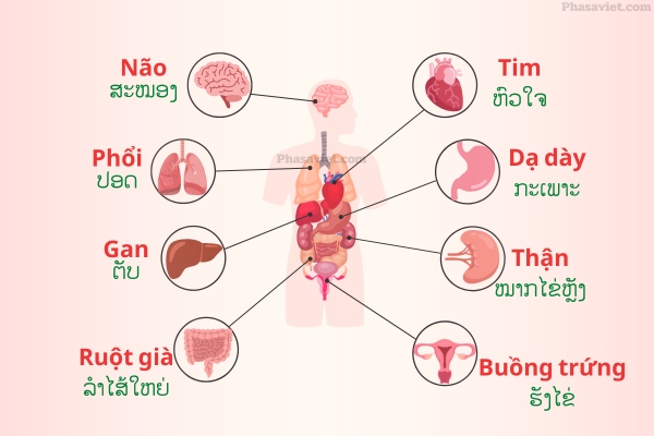 ຄຳສັບກ່ຽວກັບພາກສ່ວນພາຍໃນຮ່າງກາຍຂອງຄົນ