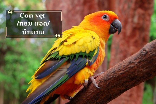 ຄຳສັບກ່ຽວກັບສັດໃນພາສາຫວຽດ